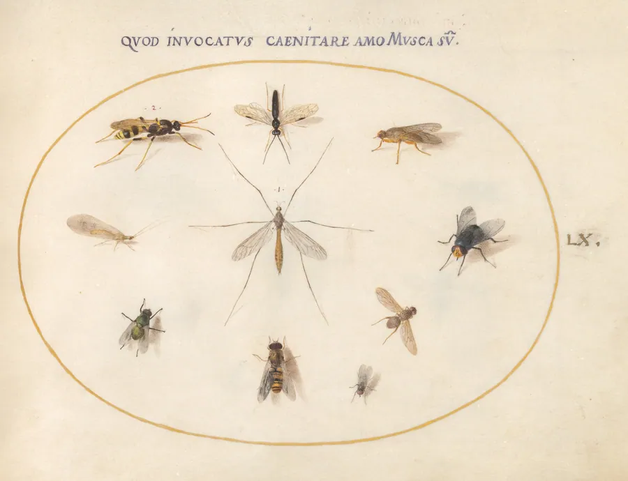 Plate 60: Flies and Other Insects by Joris Hoefnagel