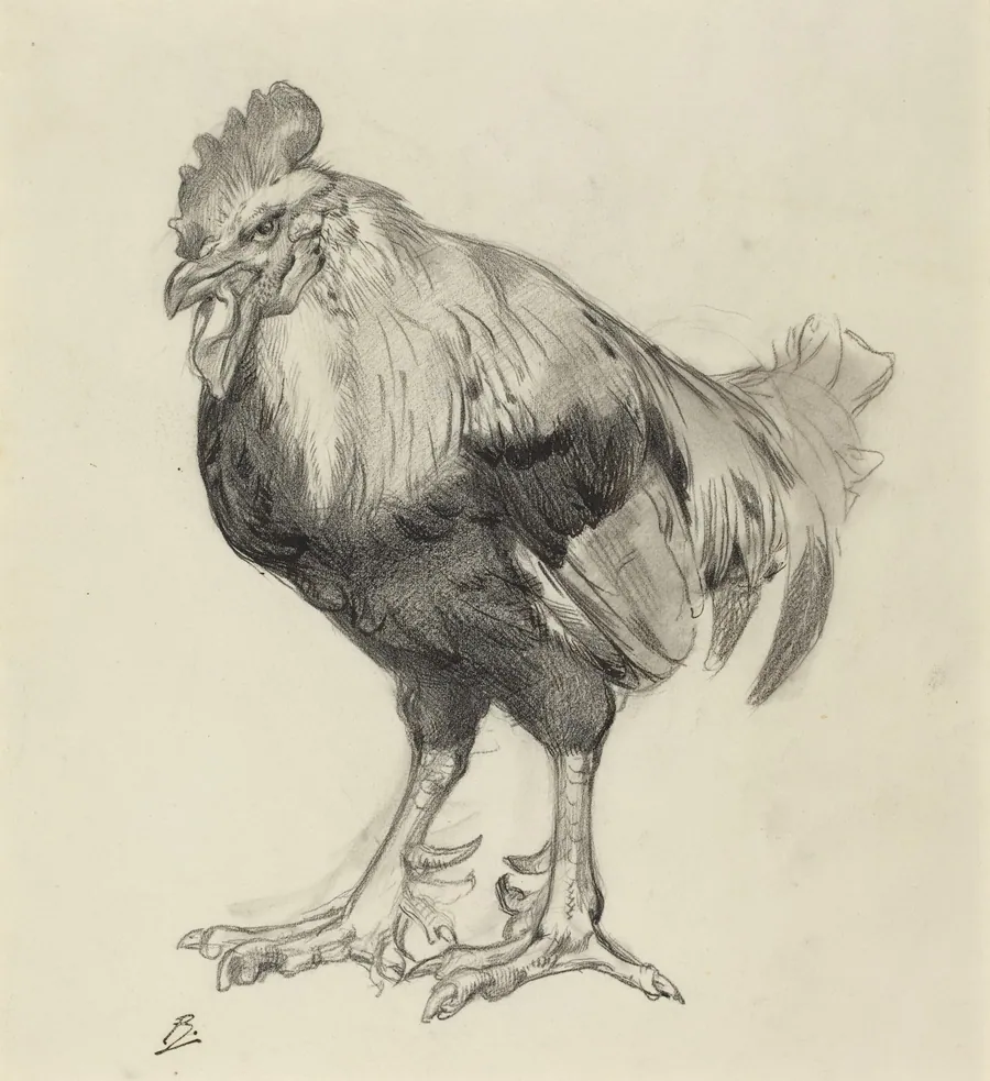 The Old Cock by Félix Bracquemond