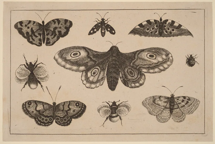 Moth, Butterflies, and Bees by Wenceslaus Hollar