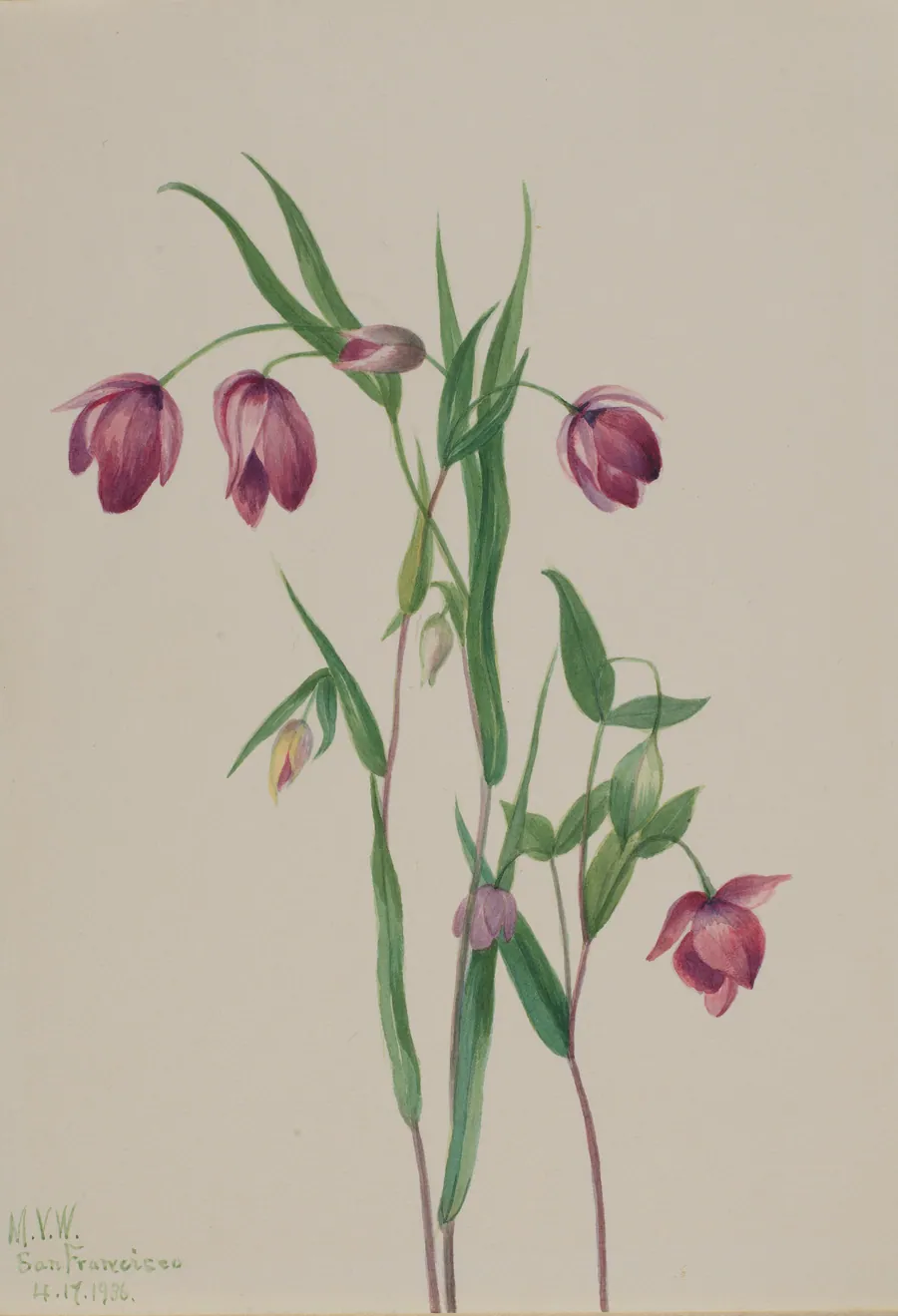 Purple Fairy Lantern (Calochortus anoenum) by Mary Vaux Walcott, born Philadelphia, PA 1860-died St. Andrews, New Brunswick, Canada 1940