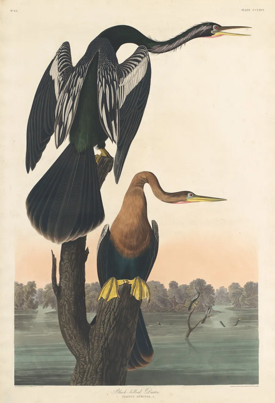 Black-bellied Darter by Robert Havell, Jr.