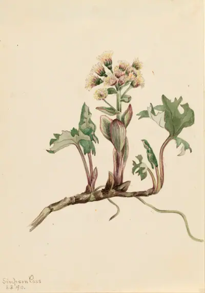 Northern Butterbur (Petasites hyperboreus)