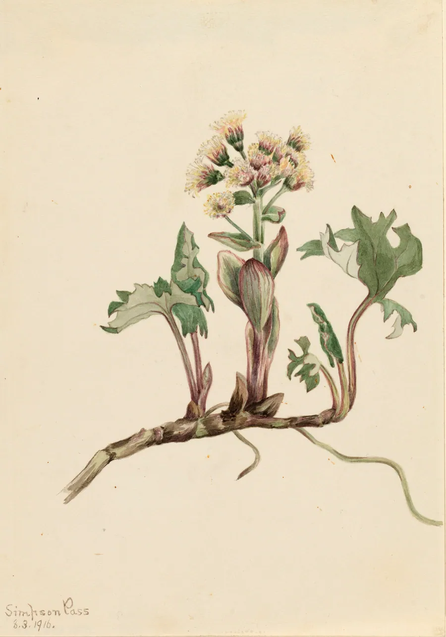 Northern Butterbur (Petasites hyperboreus) by Mary Vaux Walcott, born Philadelphia, PA 1860-died St. Andrews, New Brunswick, Canada 1940