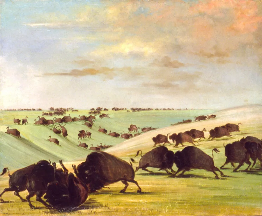 Buffalo Bulls Fighting in Running Season, Upper Missouri by George Catlin, born Wilkes-Barre, PA 1796-died Jersey City, NJ 1872