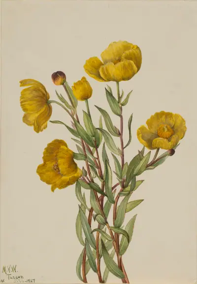 Bushpoppy (Dendromecon rigidum)