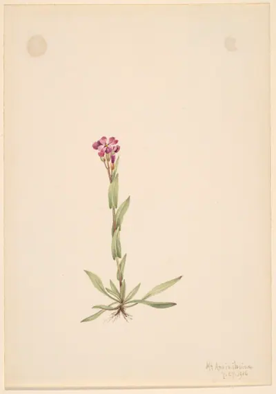 Arabis lyallii