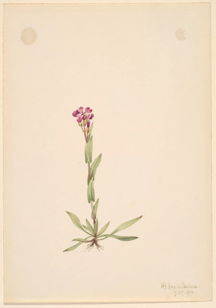 Arabis lyallii by Mary Vaux Walcott, born Philadelphia, PA 1860-died St. Andrews, New Brunswick, Canada 1940