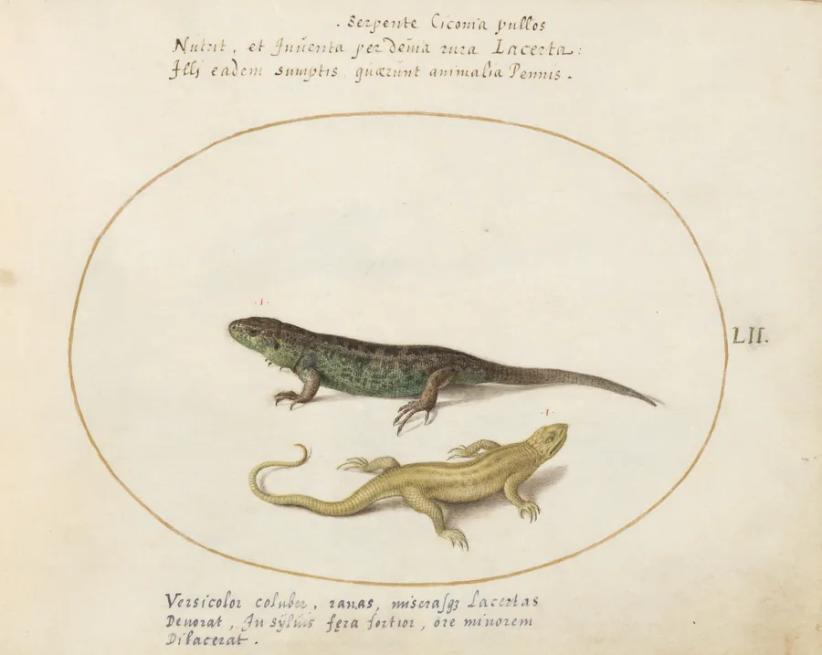 Plate 52: Two Sand Lizards by Joris Hoefnagel