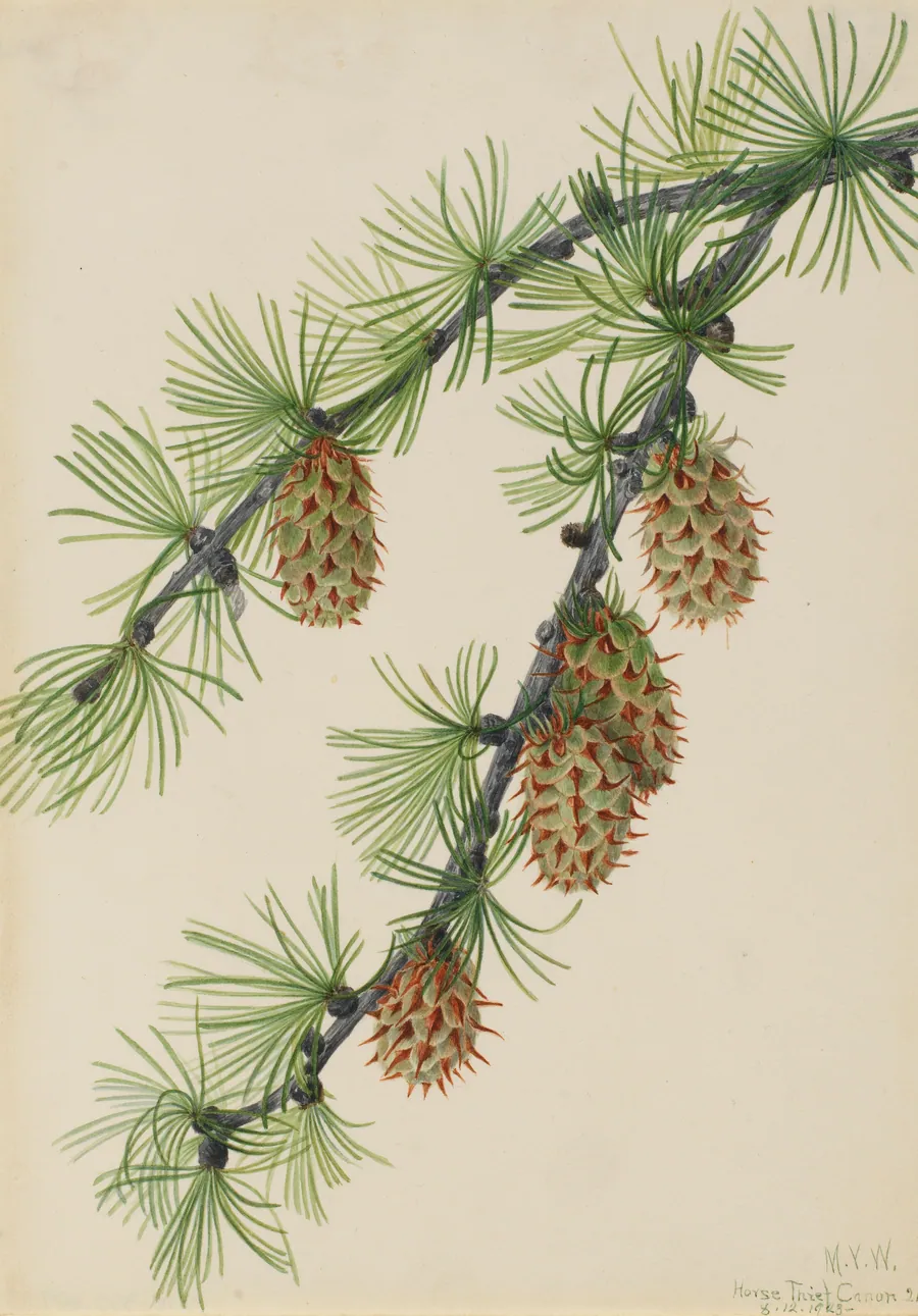 Western Larch (Larix occidentalis) by Mary Vaux Walcott, born Philadelphia, PA 1860-died St. Andrews, New Brunswick, Canada 1940