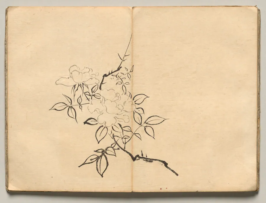 Peony from Ōkyo Picture Book by Maruyama Ōkyo