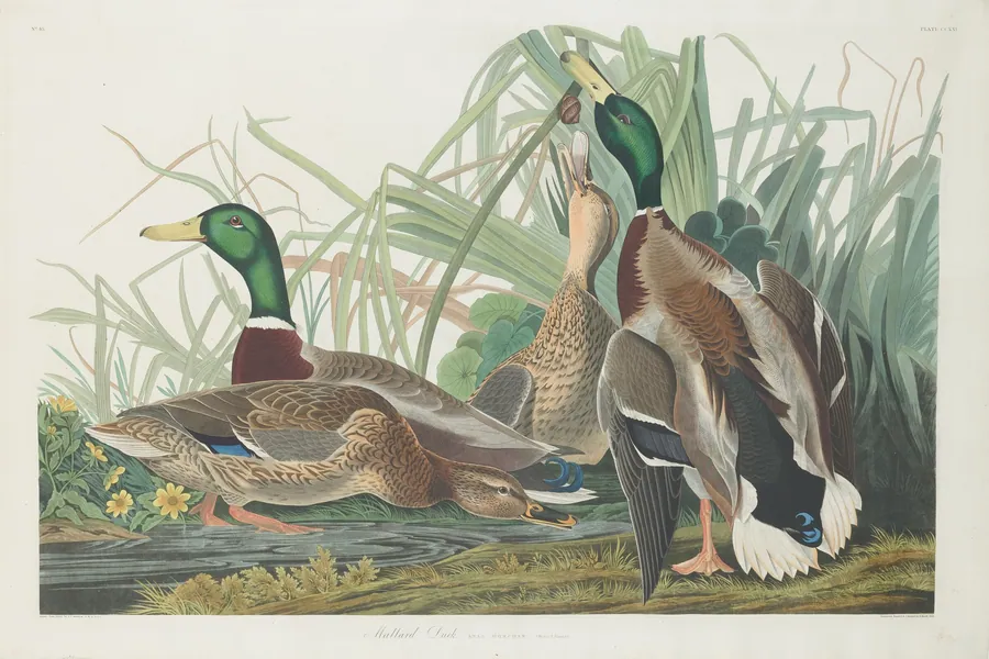 Mallard Duck by Robert Havell, Jr.