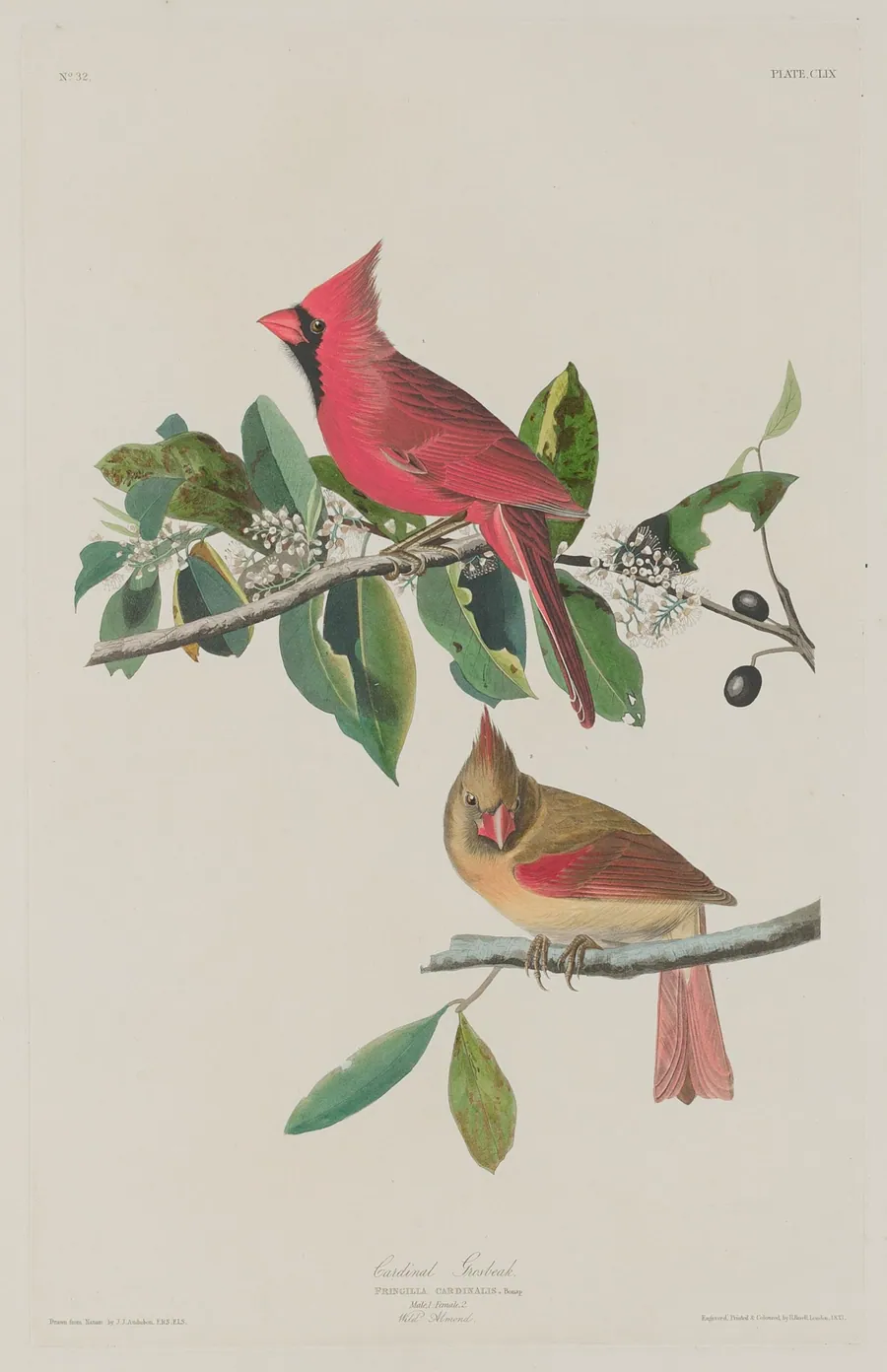 Cardinal Grosbeak by Robert Havell, Jr.