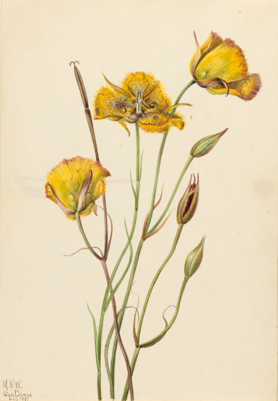 San Diego Mariposa (Calochortus weedii) by Mary Vaux Walcott, born Philadelphia, PA 1860-died St. Andrews, New Brunswick, Canada 1940