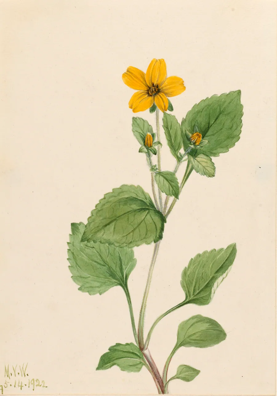 Golden Star (Chrysogonum virginianum) by Mary Vaux Walcott, born Philadelphia, PA 1860-died St. Andrews, New Brunswick, Canada 1940