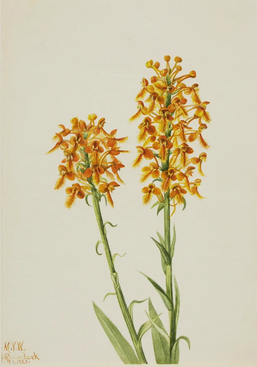Yellow Fringe Orchid (Habenaria ciliaris) by Mary Vaux Walcott, born Philadelphia, PA 1860-died St. Andrews, New Brunswick, Canada 1940