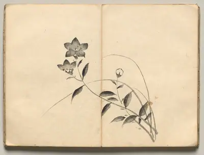 Chinese Bellflower from Ōkyo Picture Book