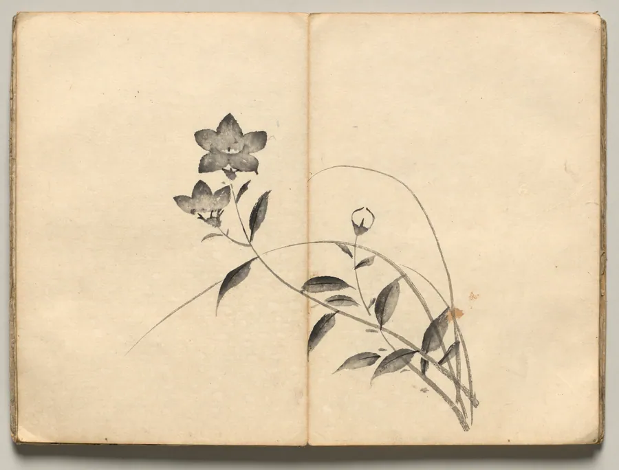 Chinese Bellflower from Ōkyo Picture Book by Maruyama Ōkyo