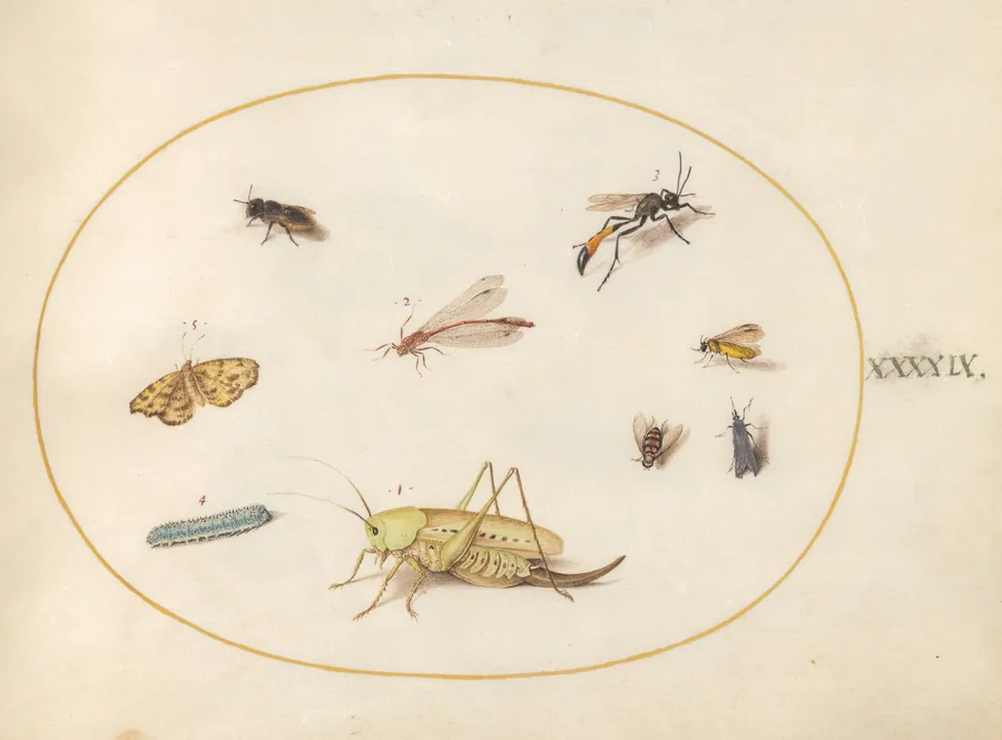 Plate 49: A Grasshopper, a Caterpillar, a Butterfly, a Moth, and Other Insects by Joris Hoefnagel