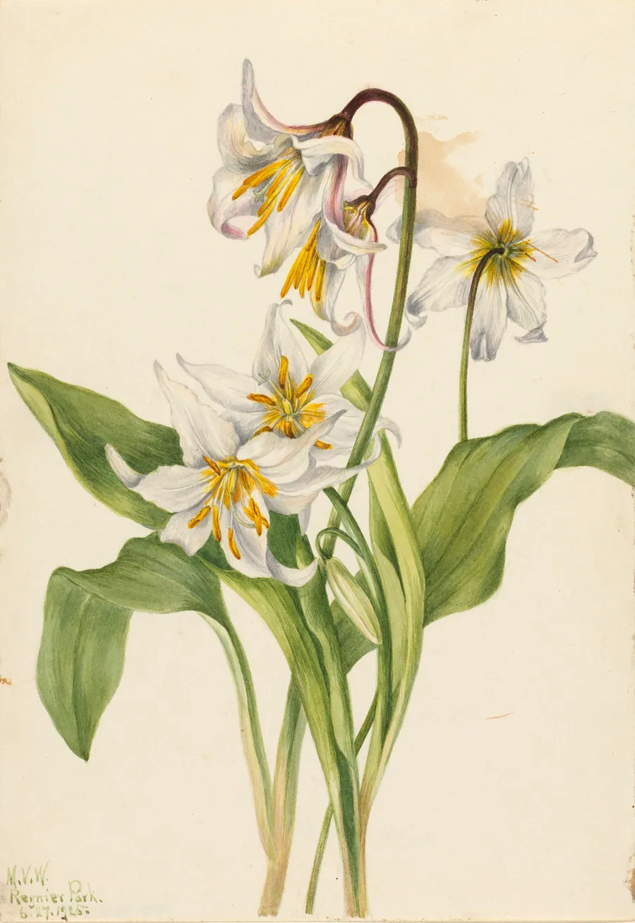 Avalanche Lily (Erythronium montanum) by Mary Vaux Walcott, born Philadelphia, PA 1860-died St. Andrews, New Brunswick, Canada 1940