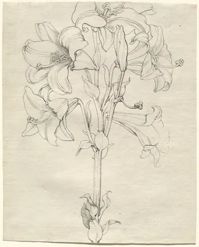 A Stalk of Lilies with Six Blooms