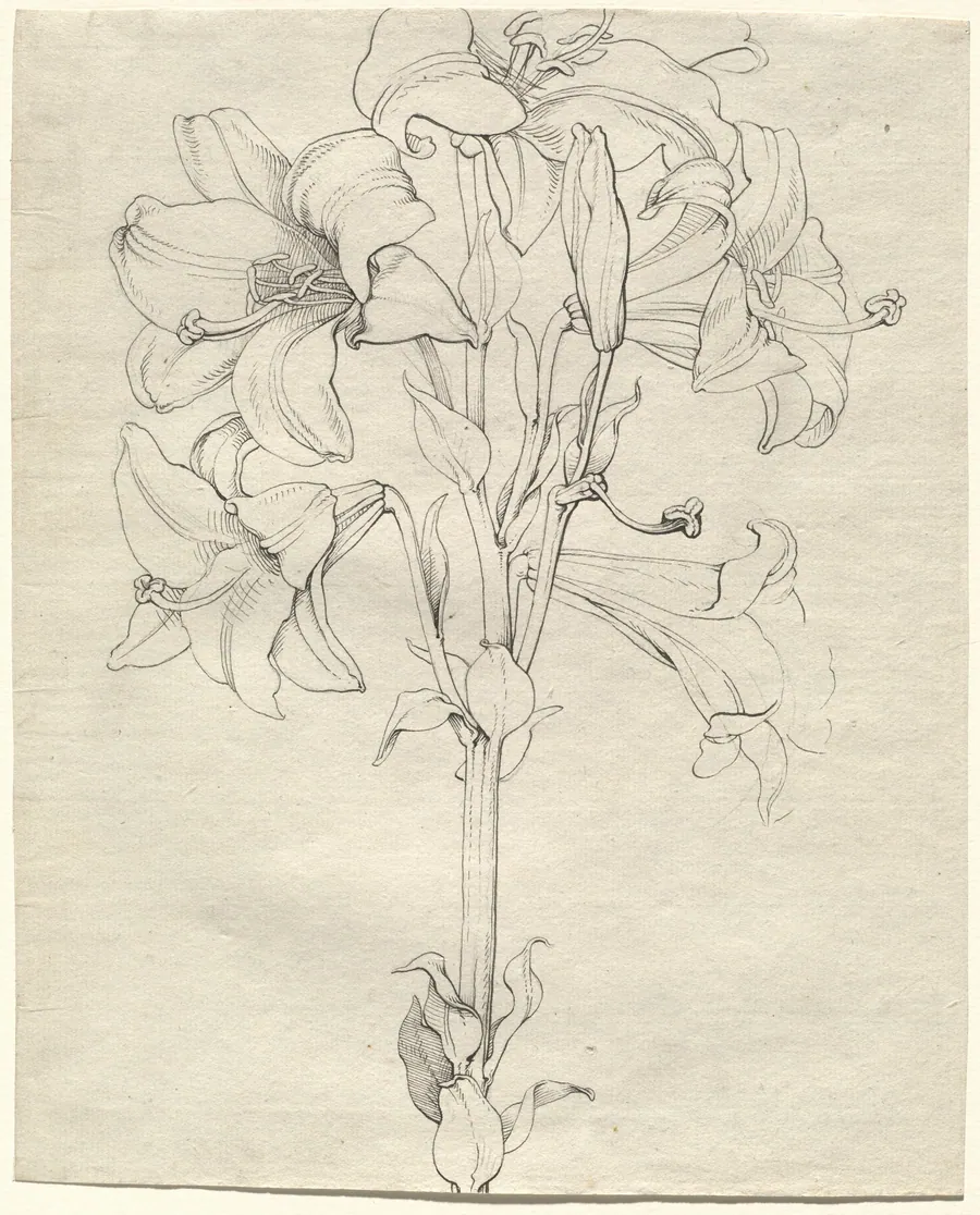 A Stalk of Lilies with Six Blooms by Philipp Otto Runge