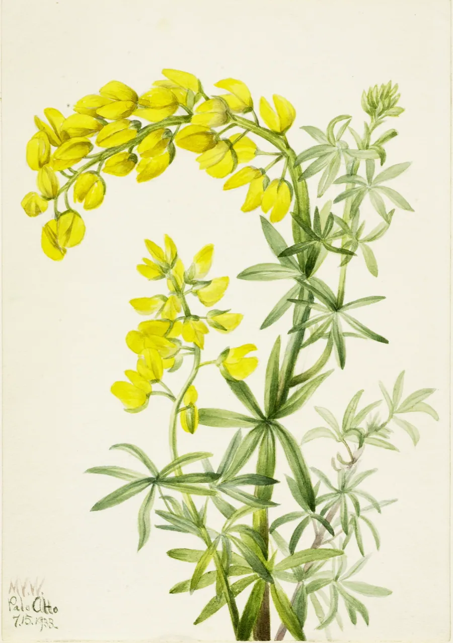 Yellow Lupine (Lupinis arboreus) by Mary Vaux Walcott, born Philadelphia, PA 1860-died St. Andrews, New Brunswick, Canada 1940