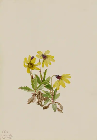Lake Louise Arnica (Arnica louisiana)