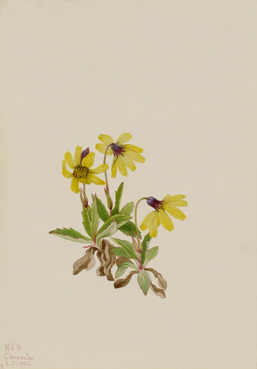 Lake Louise Arnica (Arnica louisiana) by Mary Vaux Walcott, born Philadelphia, PA 1860-died St. Andrews, New Brunswick, Canada 1940