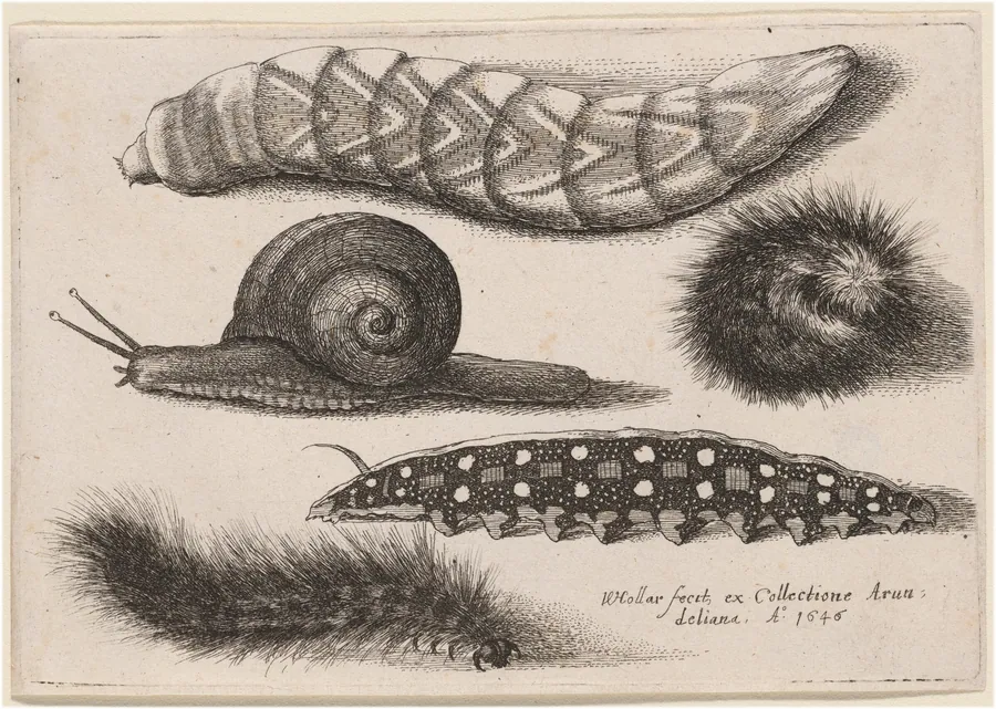 Four Caterpillars and a Snail by Wenceslaus Hollar