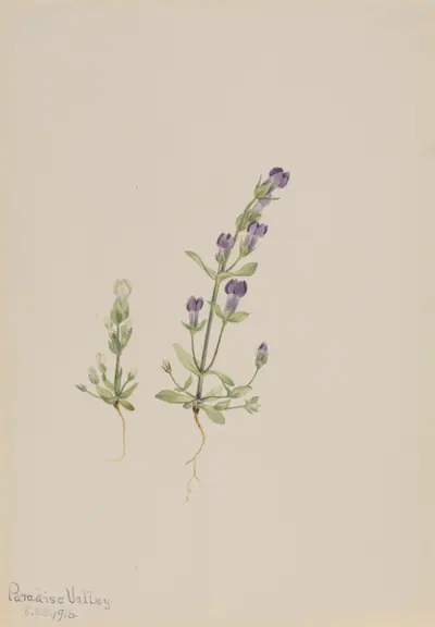 Gentiana propingua