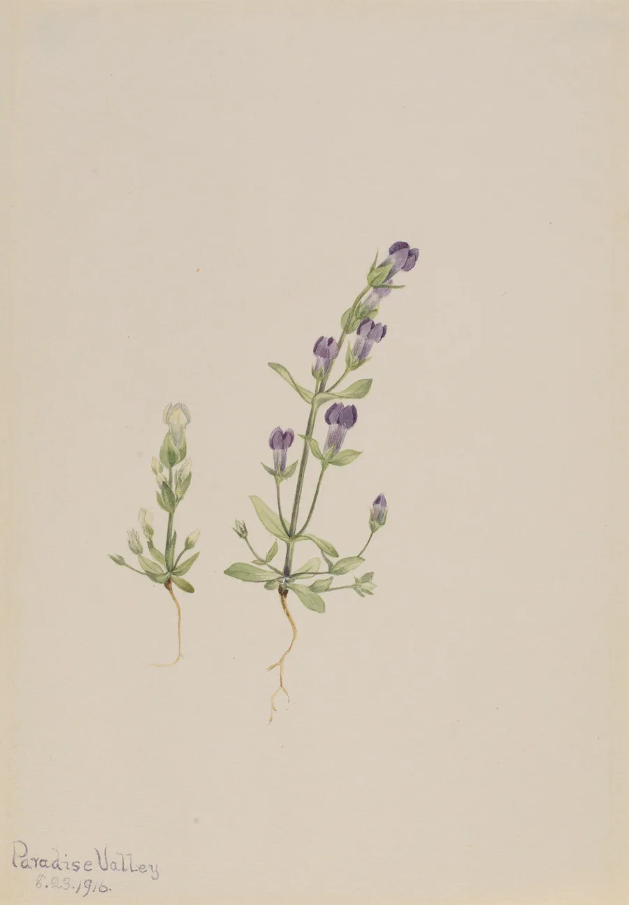 Gentiana propingua by Mary Vaux Walcott, born Philadelphia, PA 1860-died St. Andrews, New Brunswick, Canada 1940