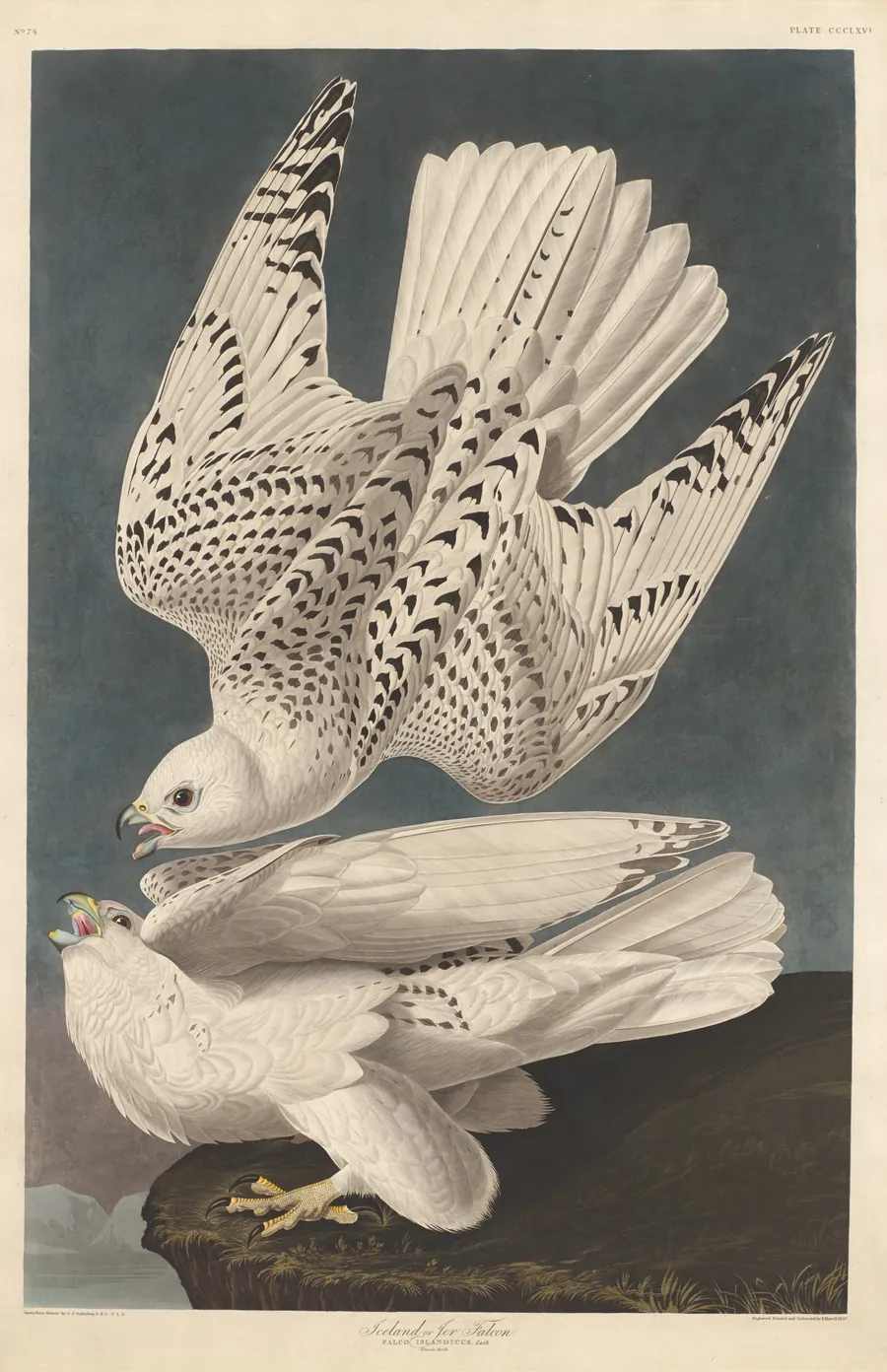 Iceland or Jer Falcon by Robert Havell, Jr.