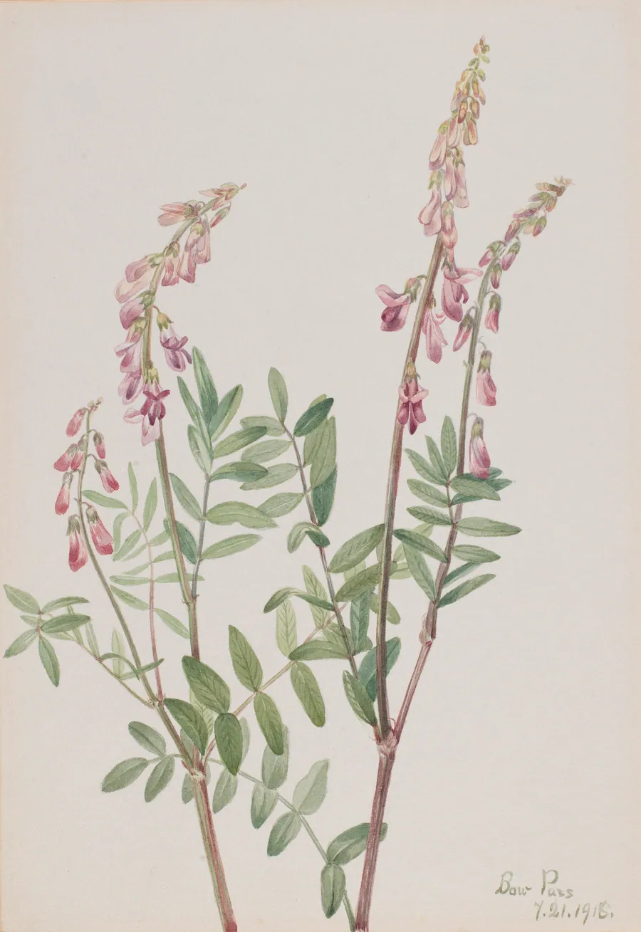 Pink Hedysarum (Hedysarum americanum) by Mary Vaux Walcott, born Philadelphia, PA 1860-died St. Andrews, New Brunswick, Canada 1940