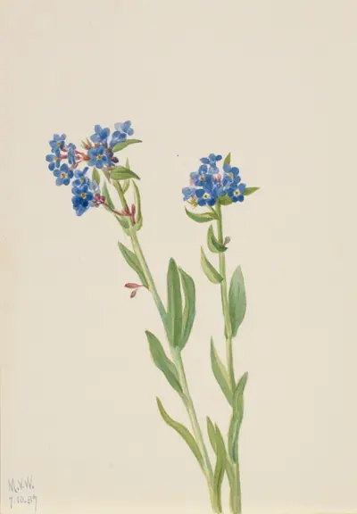 Alpine Forget-Me-Not (Myosotis alpestris)
