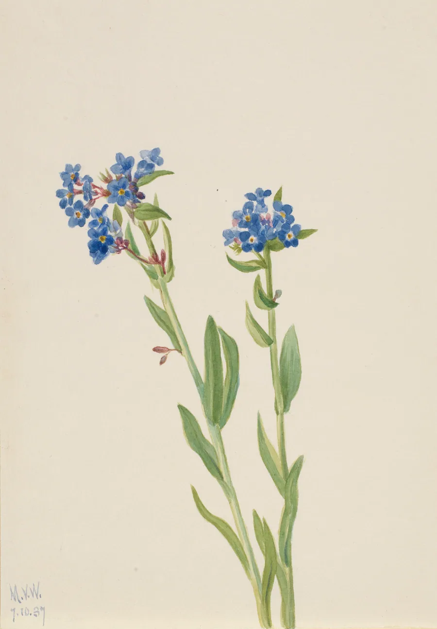 Alpine Forget-Me-Not (Myosotis alpestris) by Mary Vaux Walcott, born Philadelphia, PA 1860-died St. Andrews, New Brunswick, Canada 1940