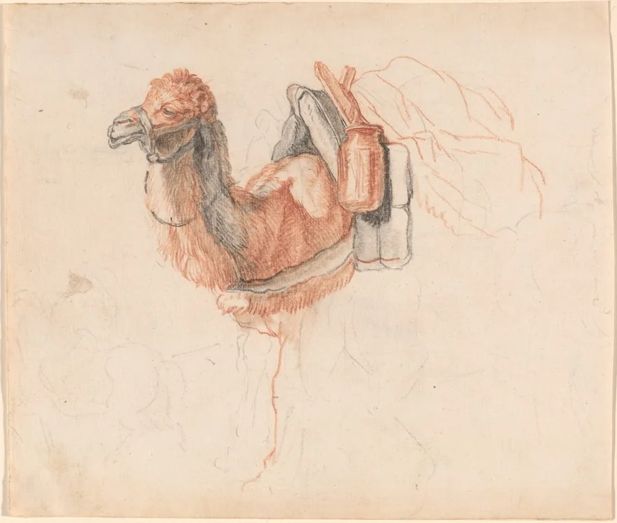 Camel by Johann Rudolph Schellenberg