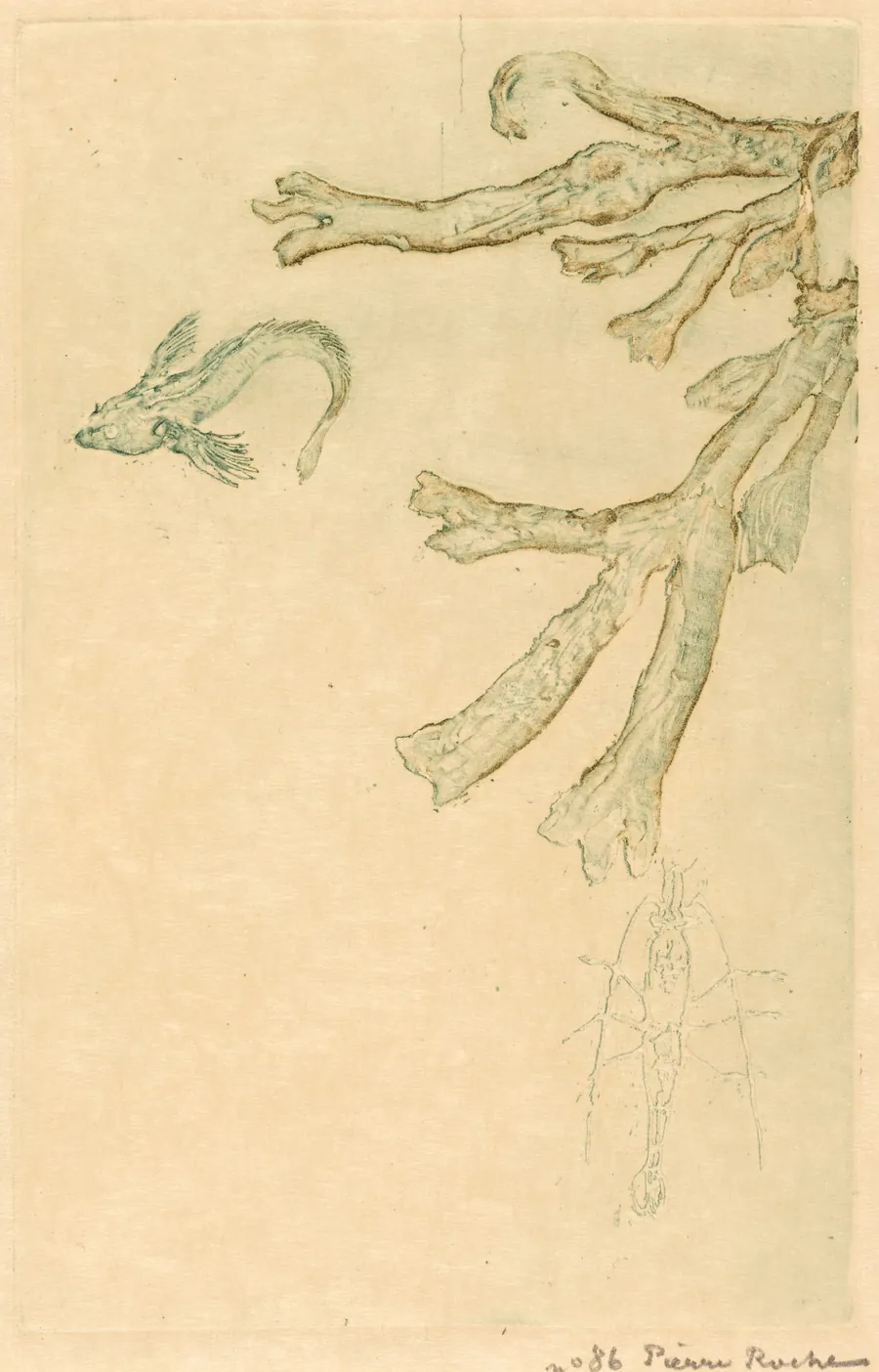 Marine Algae (Algues marines) by Pierre Roche
