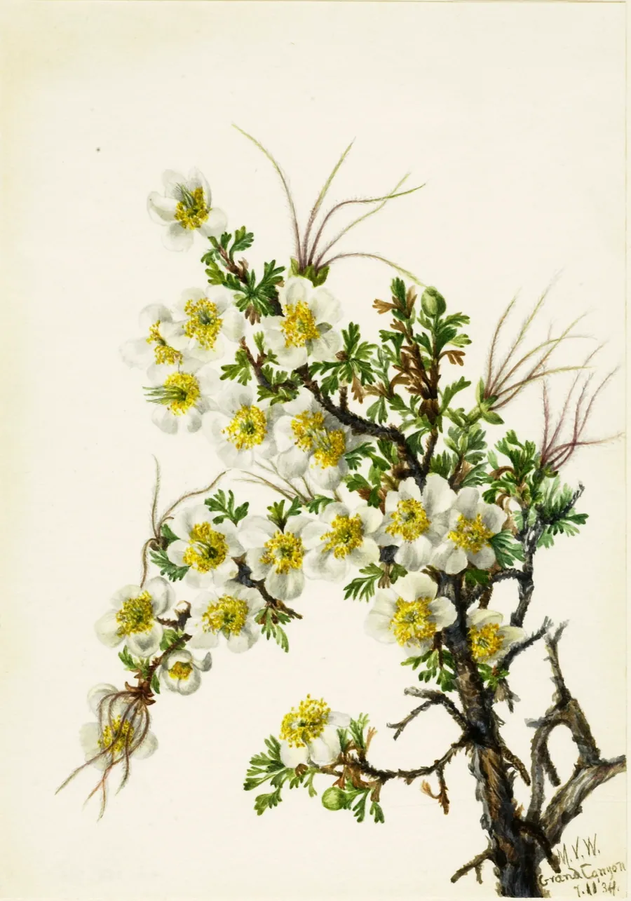 Cliffrose (Cowania stanshuriana) by Mary Vaux Walcott, born Philadelphia, PA 1860-died St. Andrews, New Brunswick, Canada 1940