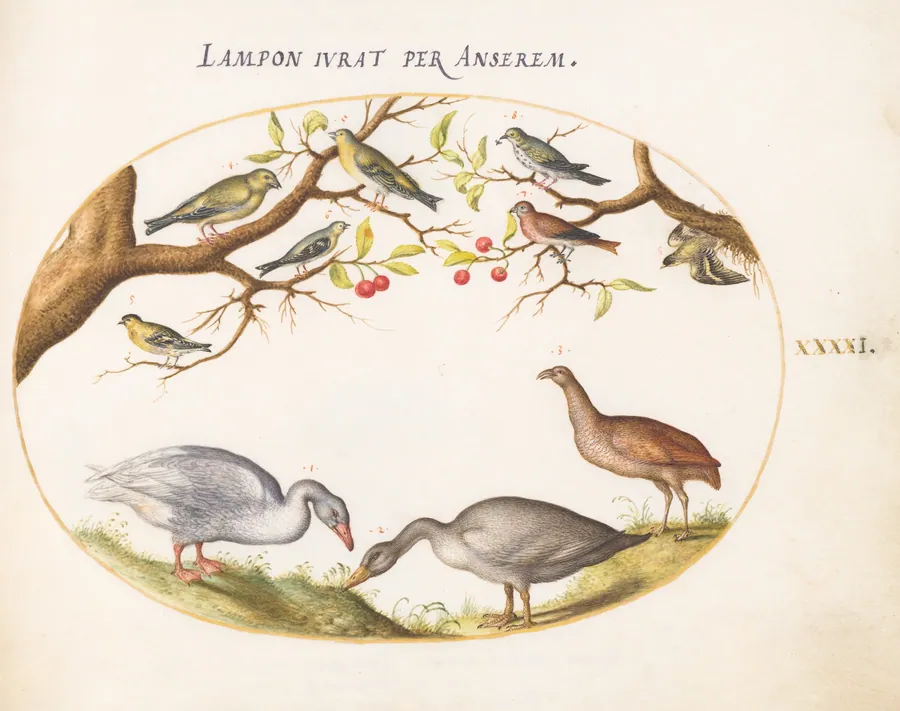 Plate 41: Two Gray Geese with Songbirds in a Cherry Tree by Joris Hoefnagel