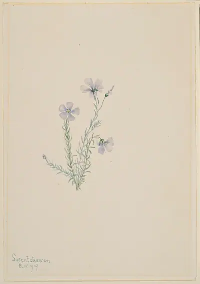 Wild Flax (Linum lewisii)