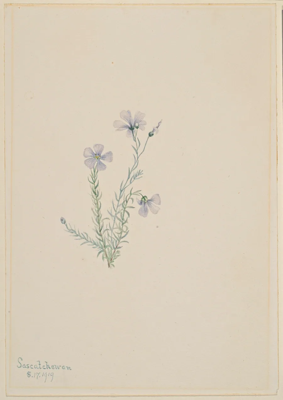 Wild Flax (Linum lewisii) by Mary Vaux Walcott, born Philadelphia, PA 1860-died St. Andrews, New Brunswick, Canada 1940
