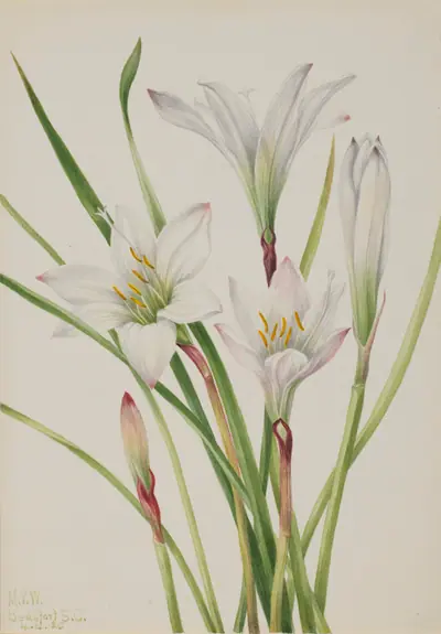 Atamasco-Lily (Atamosco atamasco)