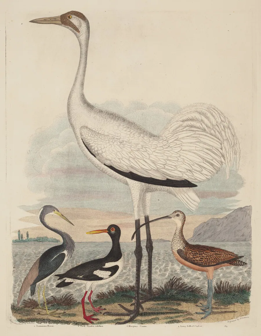 Louisiana Heron, Pied Oyster-catcher, Hooping Crane, and Long-billed Curlew by John G. Warnicke