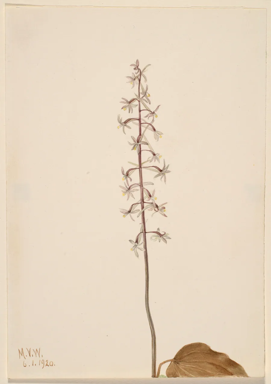 Crane-Fly Orchis (Tipularia uniflora) by Mary Vaux Walcott, born Philadelphia, PA 1860-died St. Andrews, New Brunswick, Canada 1940