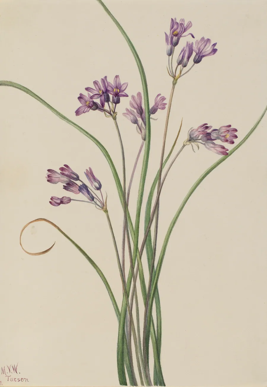 Wild Hyacinth (Brodiaea pulchella) by Mary Vaux Walcott, born Philadelphia, PA 1860-died St. Andrews, New Brunswick, Canada 1940
