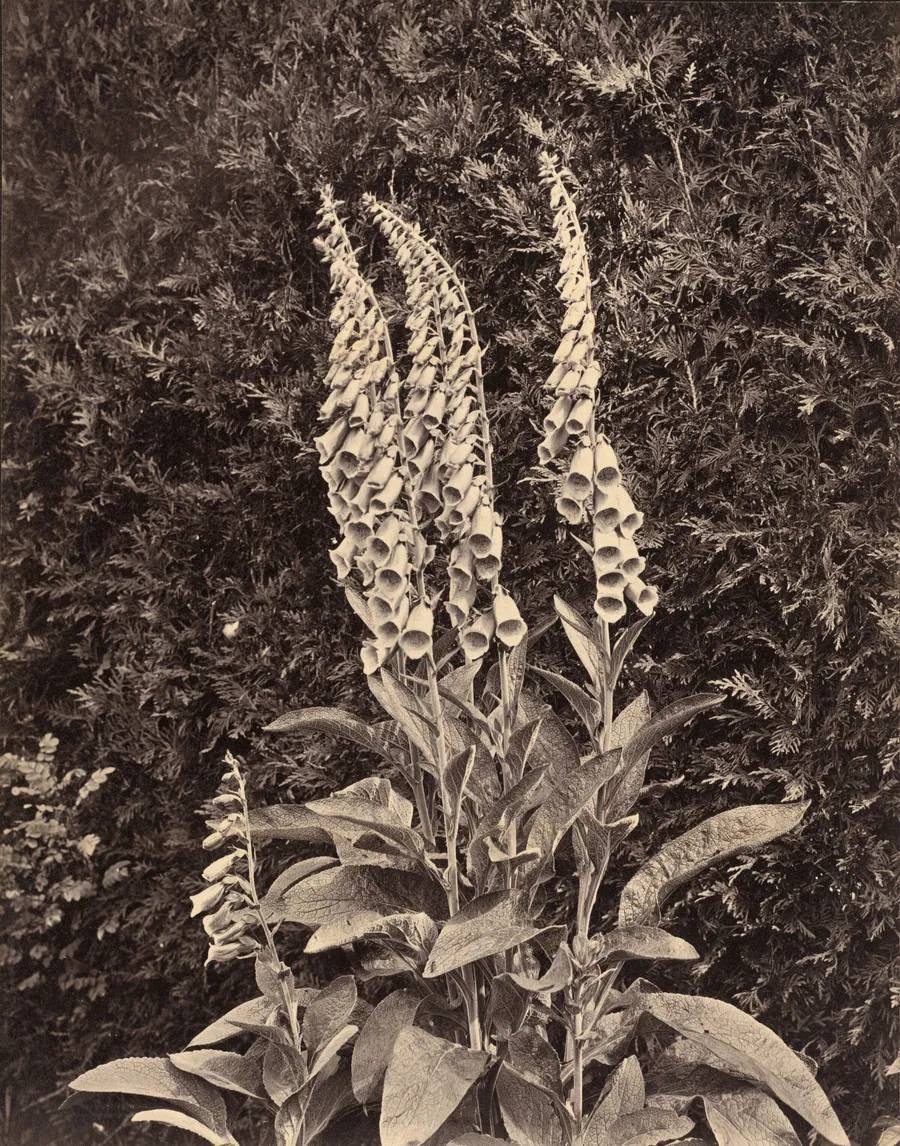 Foxgloves by Frank Mason Good