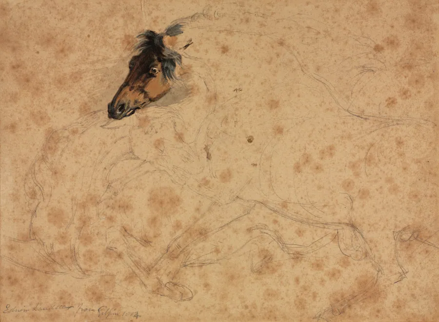 Study of Horses by Edwin Henry Landseer
