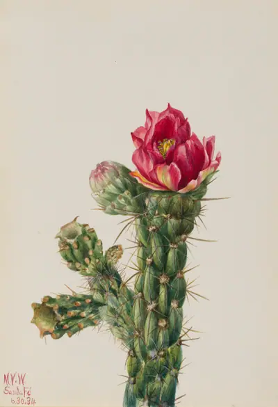 Walkingstick Cholla (Opuntia imbricata)