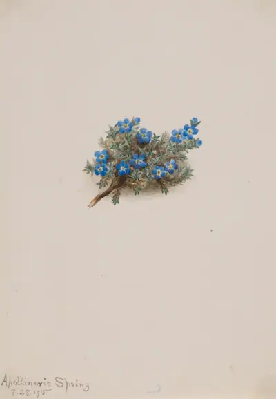 Moss Forget-me-not (Eritichum elongatum)