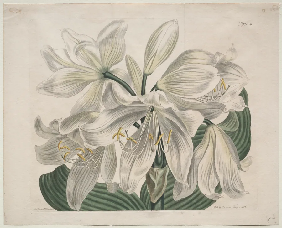 The Botanical Magazine or Flower Garden Displayed:  White Cape - Coast Lily by Sydenham Edwards